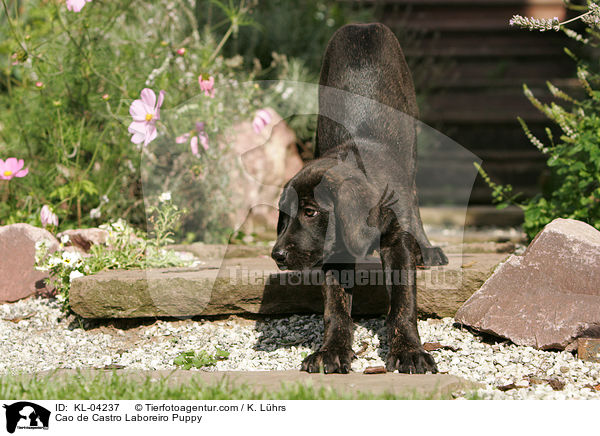 Cao de Castro Laboreiro Welpe / Cao de Castro Laboreiro Puppy / KL-04237