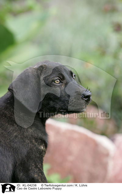 Cao de Castro Laboreiro Puppy / KL-04238