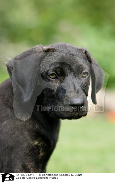 Cao de Castro Laboreiro Welpe / Cao de Castro Laboreiro Puppy / KL-04241
