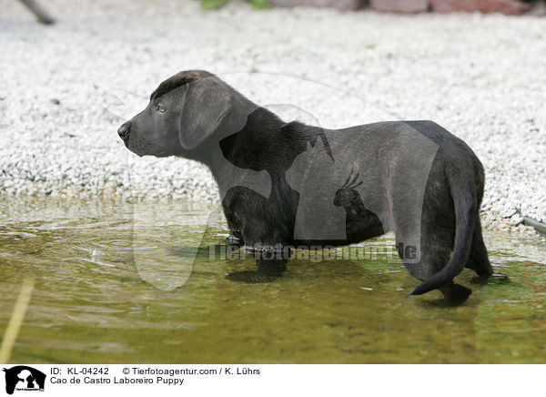 Cao de Castro Laboreiro Welpe / Cao de Castro Laboreiro Puppy / KL-04242