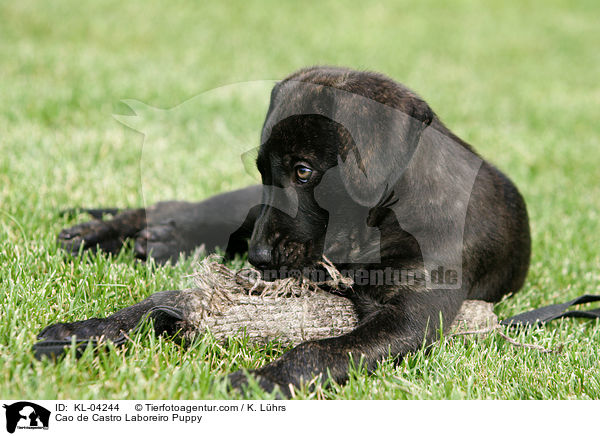 Cao de Castro Laboreiro Welpe / Cao de Castro Laboreiro Puppy / KL-04244