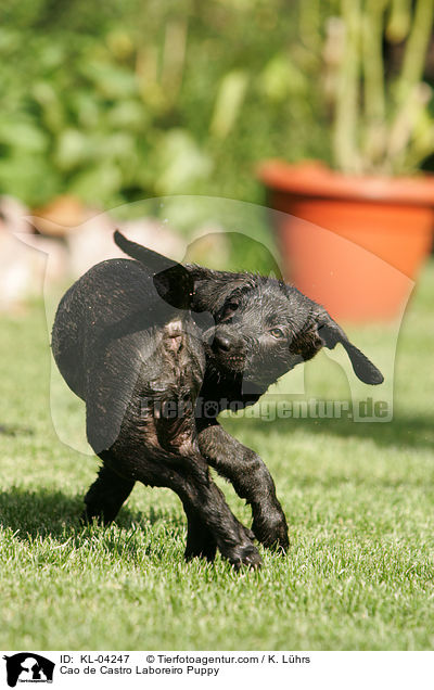 Cao de Castro Laboreiro Welpe / Cao de Castro Laboreiro Puppy / KL-04247