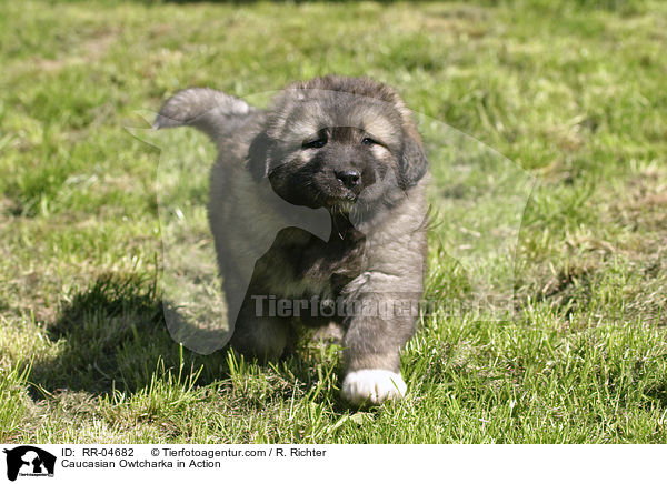 Kaukasicher Schferhund Welpe / Caucasian Owtcharka in Action / RR-04682