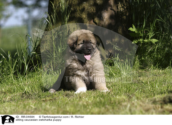 sitzender Kaukasischer Schferhund Welpe / sitting caucasian owtcharka puppy / RR-04684