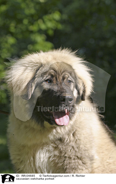 Kaukasischer Schferhund im Portrait / caucasian owtcharka portrait / RR-04685