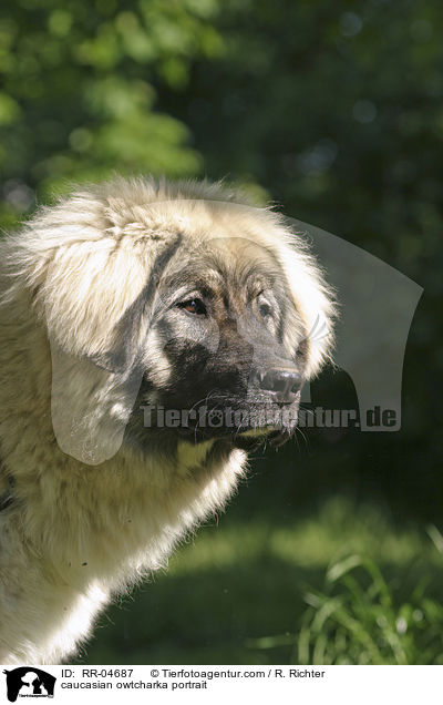 Kaukasischer Schferhund im Portrait / caucasian owtcharka portrait / RR-04687
