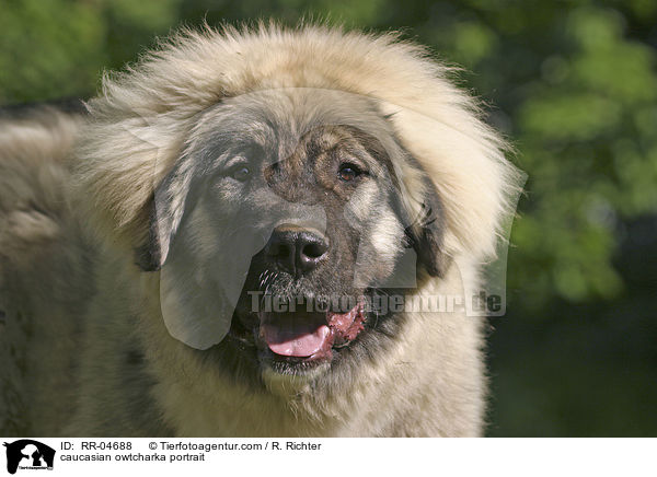 Kaukasischer Schferhund im Portrait / caucasian owtcharka portrait / RR-04688