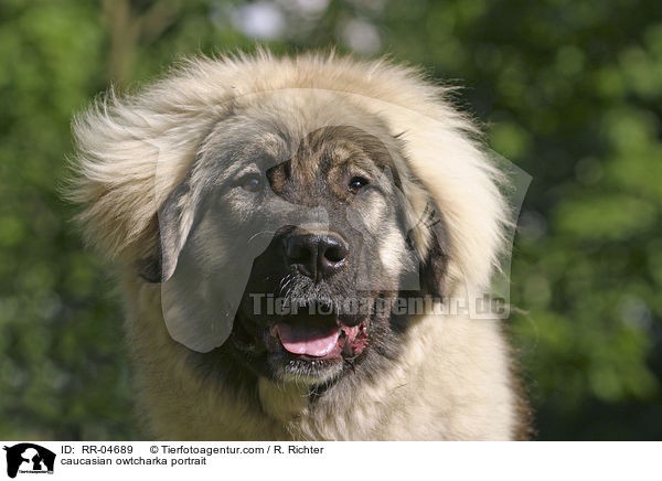 Kaukasischer Schferhund im Portrait / caucasian owtcharka portrait / RR-04689