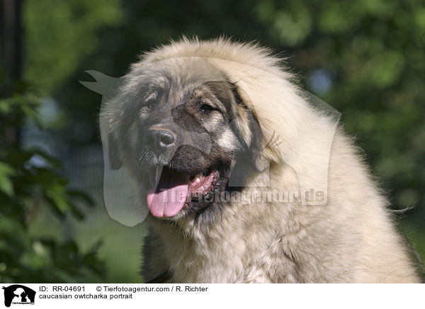 Kaukasischer Schferhund im Portrait / caucasian owtcharka portrait / RR-04691