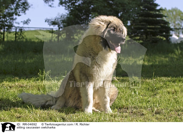 sitzender Kaukasischer Schferhund / sitting caucasian owtcharka / RR-04692