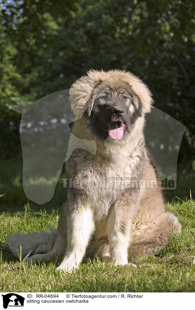 sitzender Kaukasischer Schferhund / sitting caucasian owtcharka / RR-04694