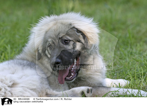 liegender Kaukasischer Schferhund / lying caucasian owtcharka / RR-04696
