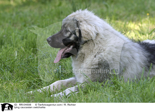 liegender Kaukasischer Schferhund / lying caucasian owtcharka / RR-04698