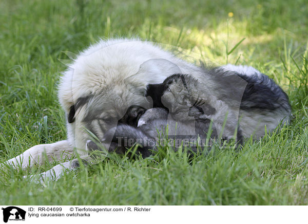 liegender Kaukasischer Schferhund / lying caucasian owtcharka / RR-04699