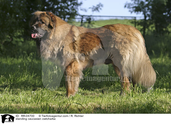 stehender Kaukasischer Schferhund / standing caucasian owtcharka / RR-04700