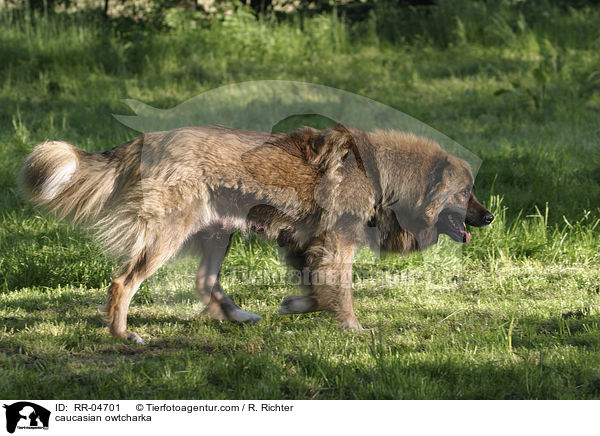 Kaukasischer Schferhund / caucasian owtcharka / RR-04701