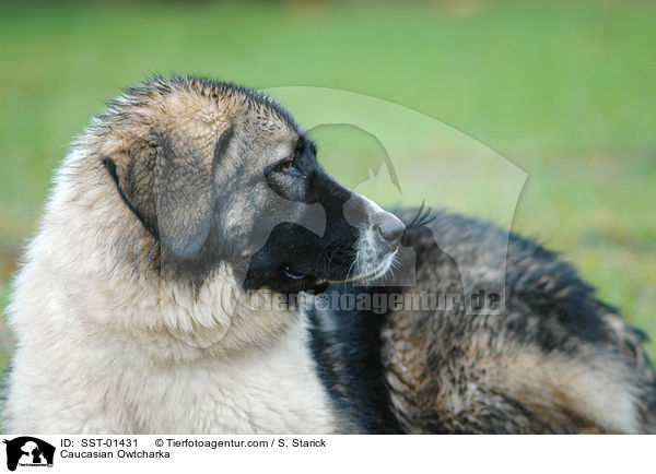 Kaukasischer Schferhund / Caucasian Owtcharka / SST-01431