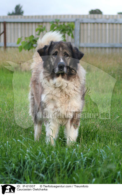 Caucasian Owtcharka / IF-01007
