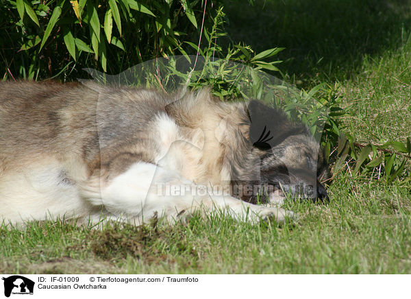Kaukasischer Schferhund / Caucasian Owtcharka / IF-01009