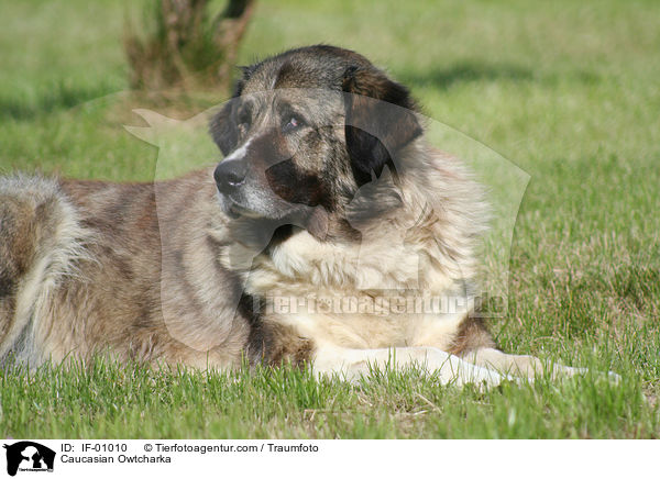 Kaukasischer Schferhund / Caucasian Owtcharka / IF-01010