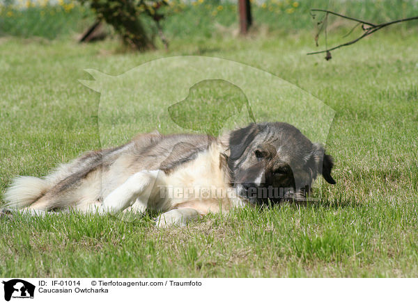 Kaukasischer Schferhund / Caucasian Owtcharka / IF-01014