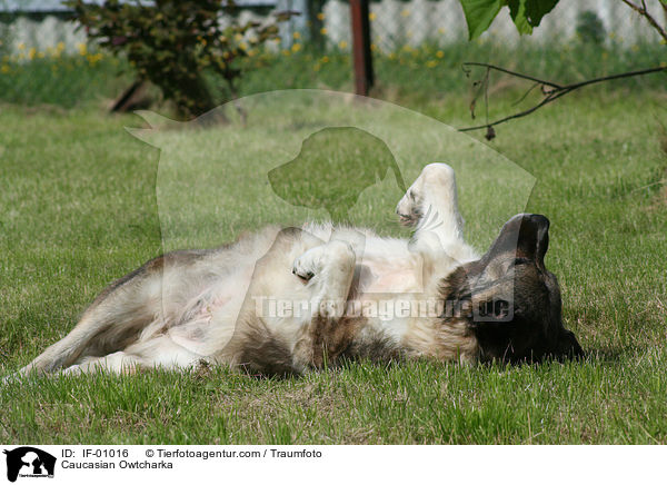 Kaukasischer Schferhund / Caucasian Owtcharka / IF-01016