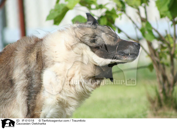 Kaukasischer Schferhund / Caucasian Owtcharka / IF-01018