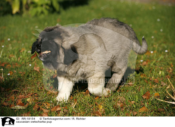Kaukasischer Schferhund Welpe / caucasian owtscharka pup / RR-18154