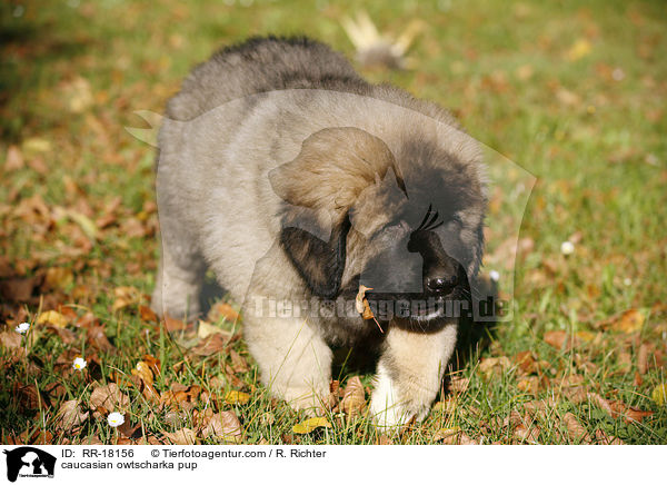 Kaukasischer Schferhund Welpe / caucasian owtscharka pup / RR-18156
