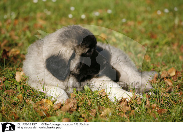 liegender Kaukasischer Schferhund Welpe / lying caucasian owtscharka pup / RR-18157
