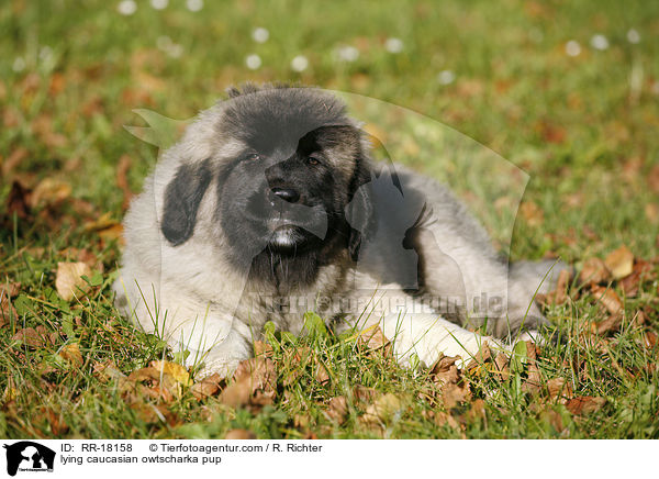 liegender Kaukasischer Schferhund Welpe / lying caucasian owtscharka pup / RR-18158