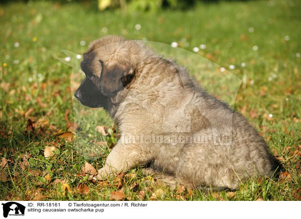 sitzender Kauskasen Welpe / sitting caucasian owtscharka pup / RR-18161