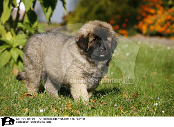 Kaukasischer Schferhund Welpe / caucasian owtscharka pup / RR-18166