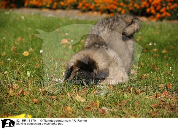 playing caucasian owtscharka pup / RR-18170