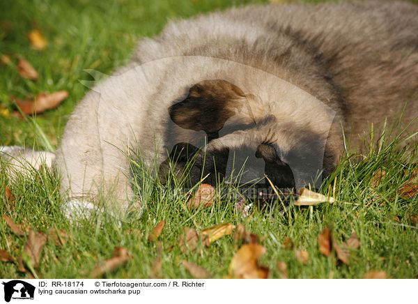 liegender Kaukasischer Schferhund Welpe / lying caucasian owtscharka pup / RR-18174