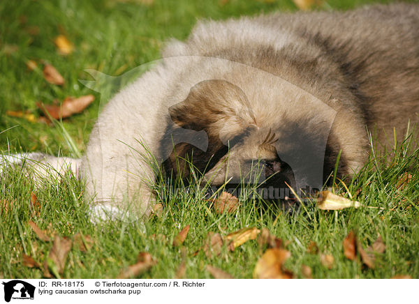 liegender Kaukasischer Schferhund Welpe / lying caucasian owtscharka pup / RR-18175