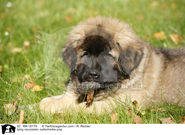 liegender Kaukasischer Schferhund Welpe / lying caucasian owtscharka pup / RR-18176