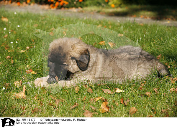 liegender Kaukasischer Schferhund Welpe / lying caucasian owtscharka pup / RR-18177