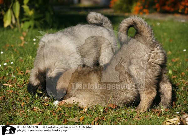 spielender Kaukasischer Schferhund Welpe / playing caucasian owtscharka pup / RR-18178
