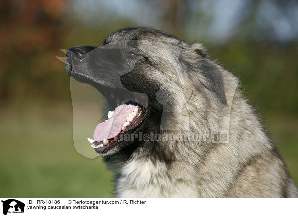ghnender Kaukasischer Schferhund / yawning caucasian owtscharka / RR-18186