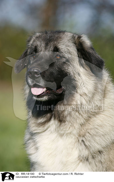 Kaukasischer Schferhund Portrait / caucasian owtscharka / RR-18190