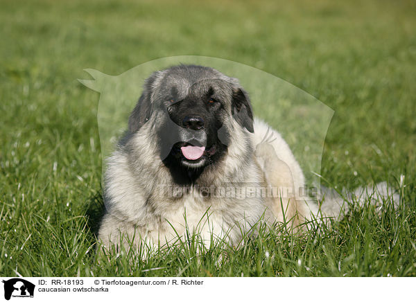 Kaukasischer Schferhund / caucasian owtscharka / RR-18193