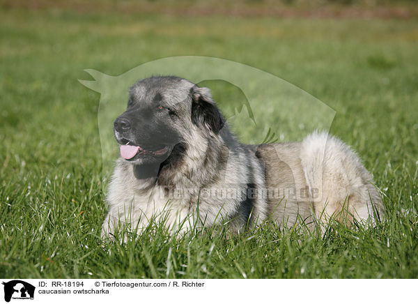 Kaukasischer Schferhund / caucasian owtscharka / RR-18194
