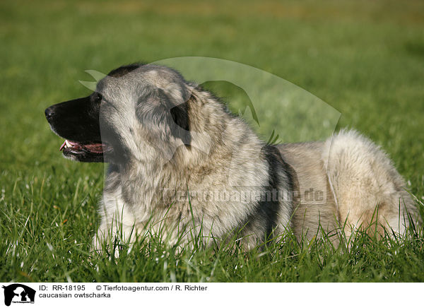 Kaukasischer Schferhund / caucasian owtscharka / RR-18195