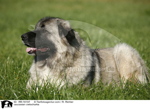 Kaukasischer Schferhund / caucasian owtscharka / RR-18197