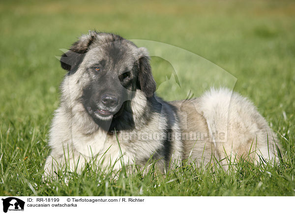 Kaukasischer Schferhund / caucasian owtscharka / RR-18199