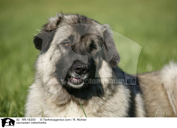 Kaukasischer Schferhund Portrait / caucasian owtscharka / RR-18200