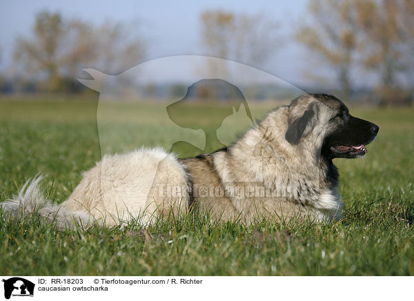 Kaukasischer Schferhund / caucasian owtscharka / RR-18203