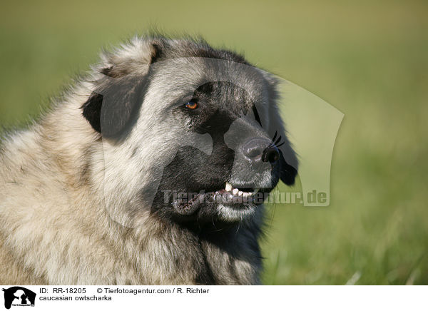 Kaukasischer Schferhund Portrait / caucasian owtscharka / RR-18205