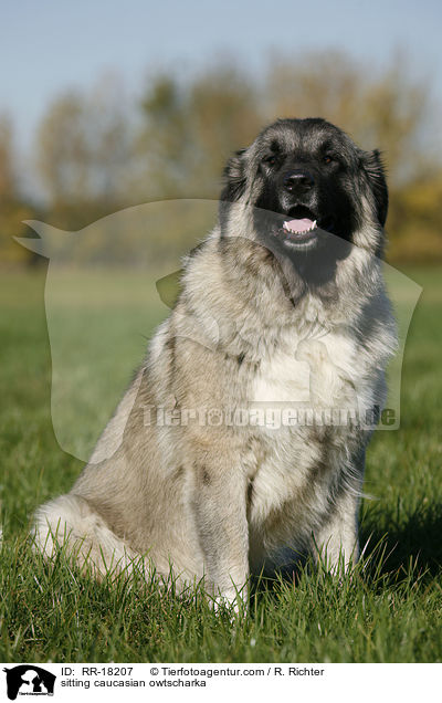 sitzender Kaukasischer Schferhund / sitting caucasian owtscharka / RR-18207
